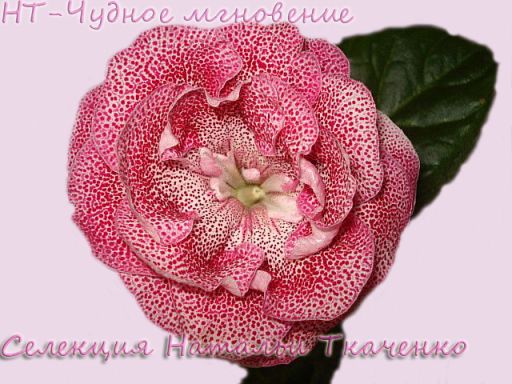 Изображение 34 copy.jpg