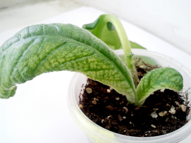 Болячка 3.jpg