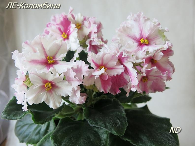 -Коломбина3.JPG