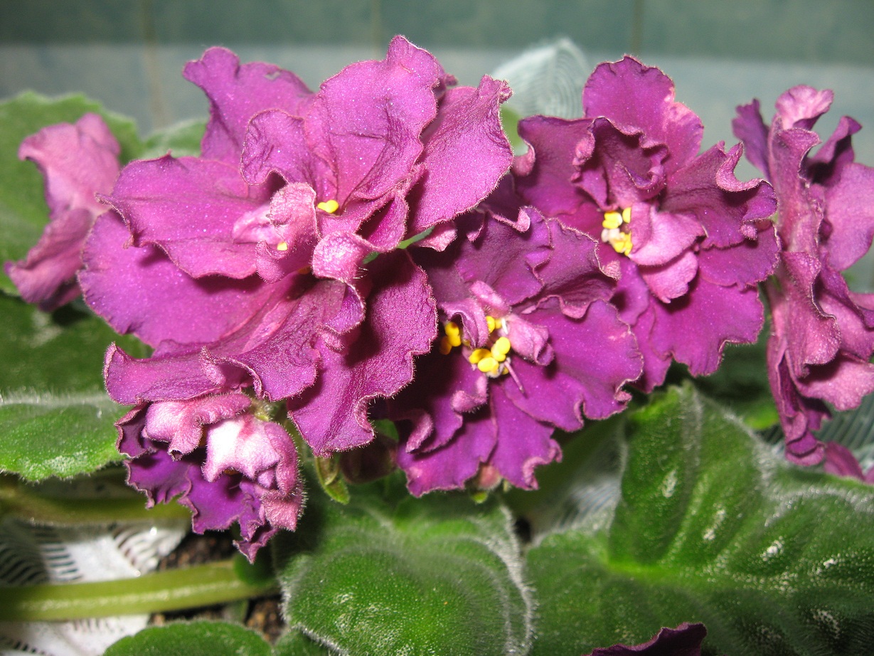 ЕкГулливер 40.jpg