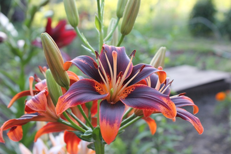 Изображение 411.jpg