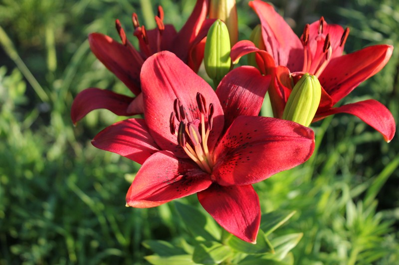 Изображение 462.jpg