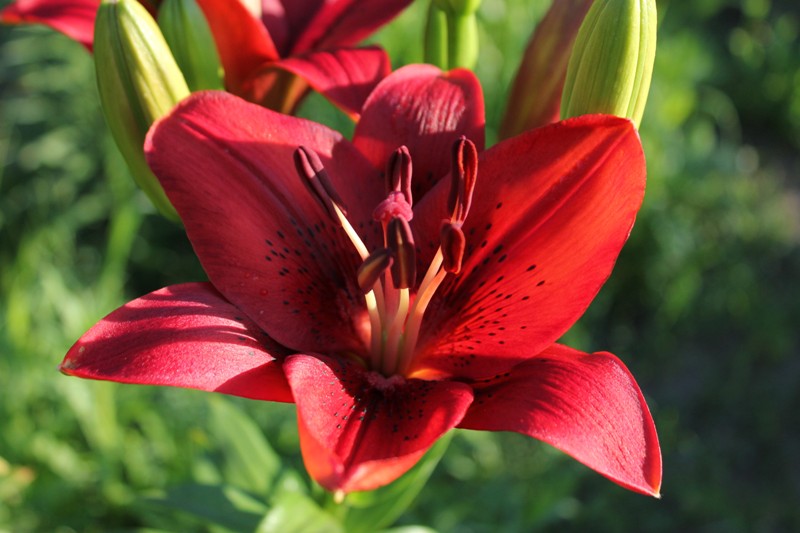 Изображение 467.jpg