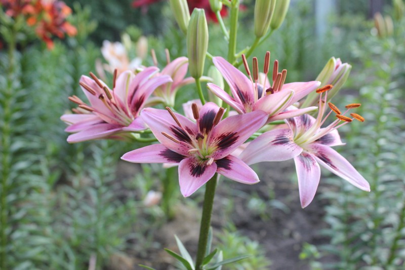 Изображение 580.jpg