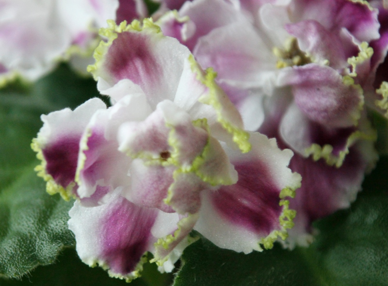 каталог 620.jpg