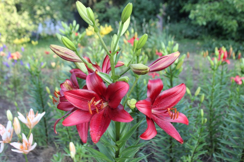 Изображение 622.jpg