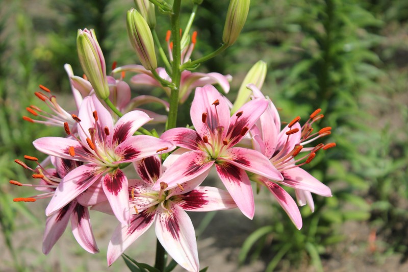 Изображение 746.jpg