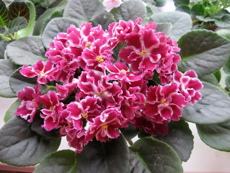 Изображение  957.jpg