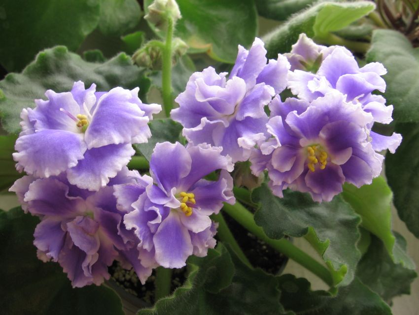 Голубой туман_1548.jpg