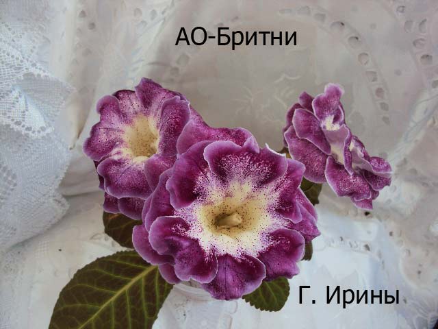 АО-Бритни, 17.06.14.JPG