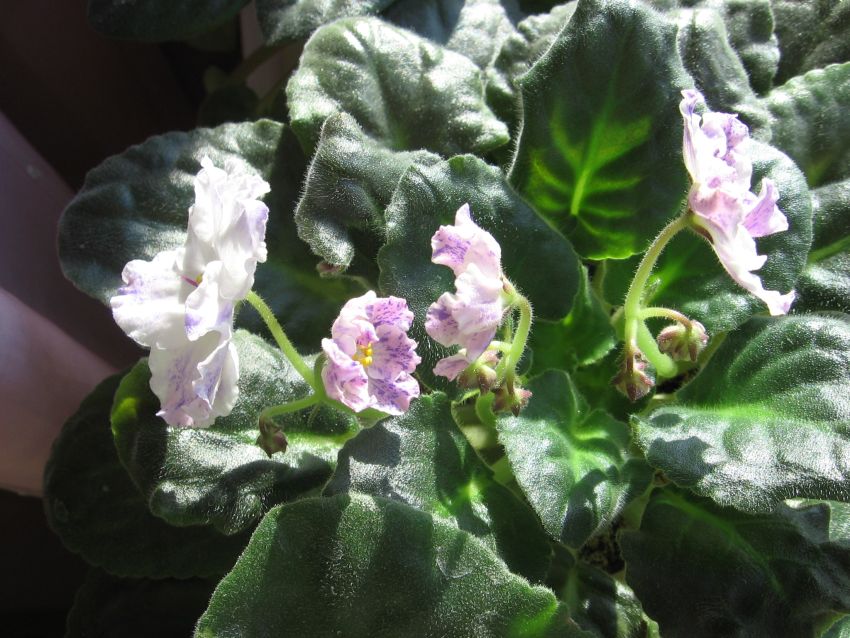 Плейфул спектрум_1821.jpg