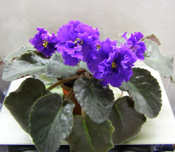 -Бархатный Блюз1.jpg