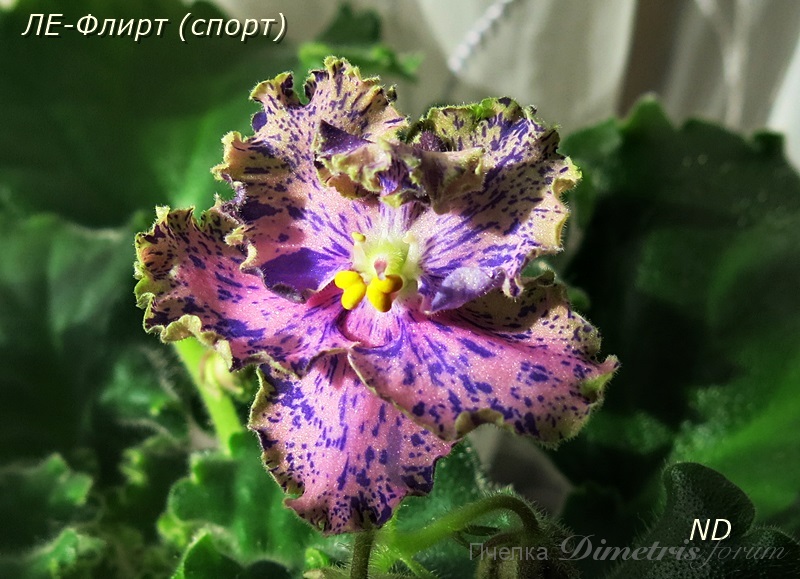 ЛЕ-Флирт (спорт)1.JPG