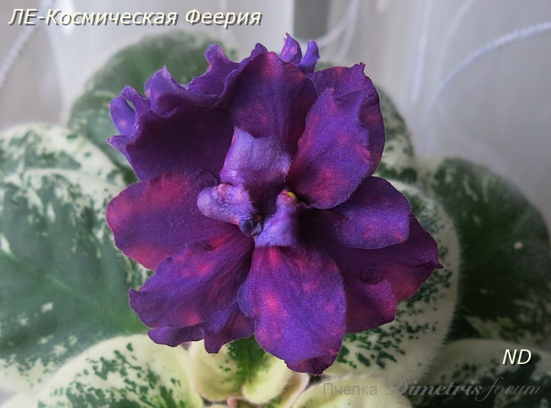 ЛЕ-Космическая Феерия1.JPG