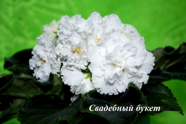 _букет_1.jpg