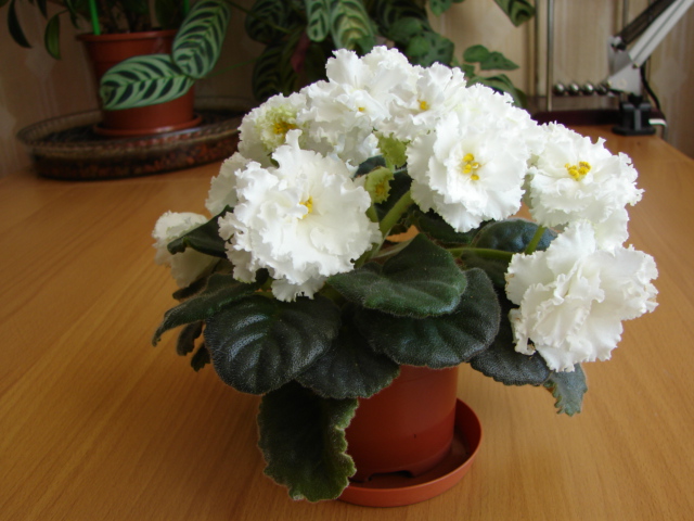 РС-Балерина (1).JPG