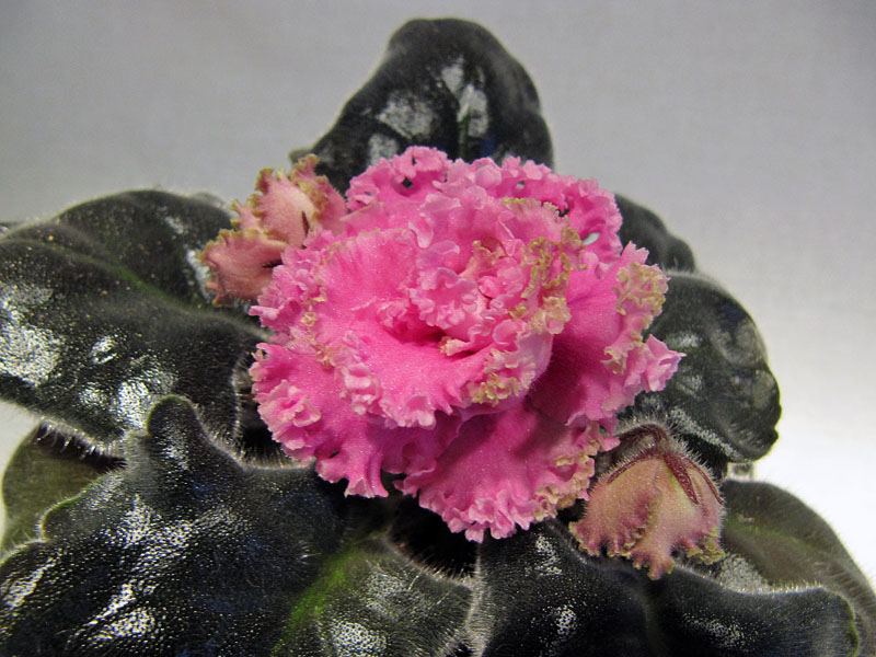 РС-Милая фея1.jpg