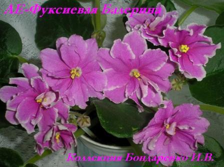 -Фуксиевая Балерина1.JPG