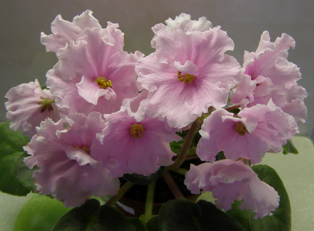 ЕК-Гермиона 1.jpg