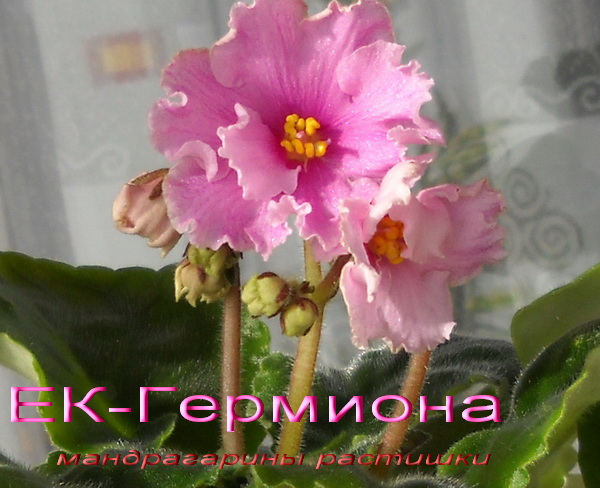 -Гермиона 1.jpg