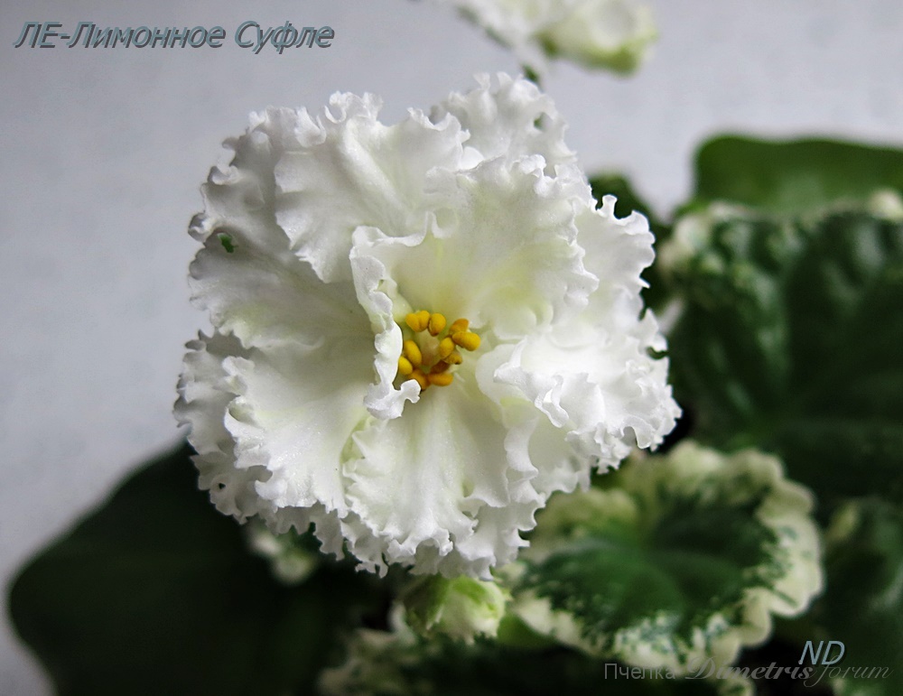 -Лимонное Суфле1.JPG