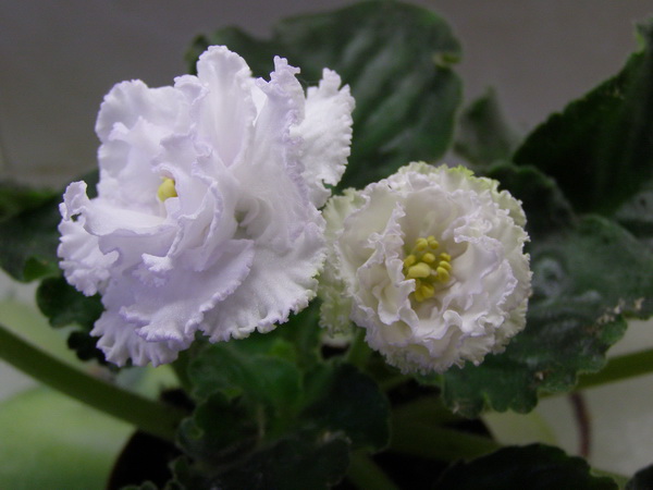 -Сахараная Роза1.jpg