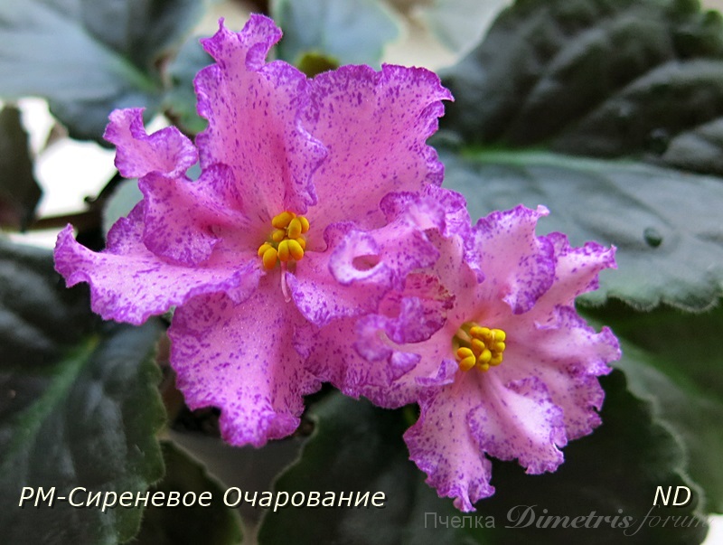 РМ-Сиреневое Очарование1.JPG