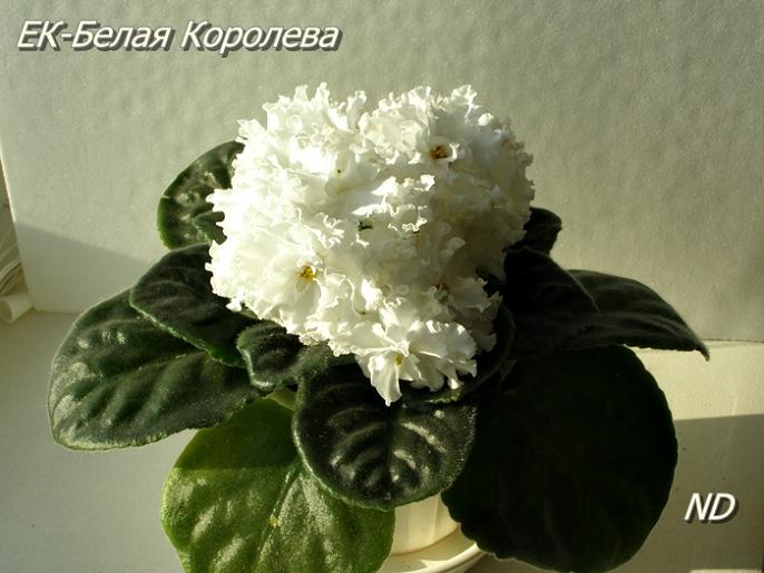 ЕК-Белая Королева1.JPG