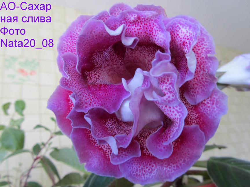 -Сахарная слива1+.JPG