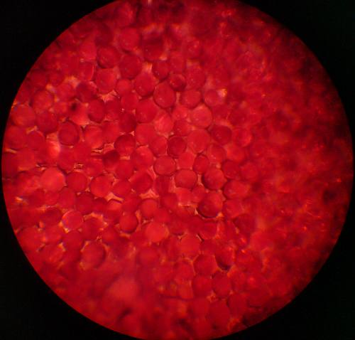 -Красный Бархат1.jpg