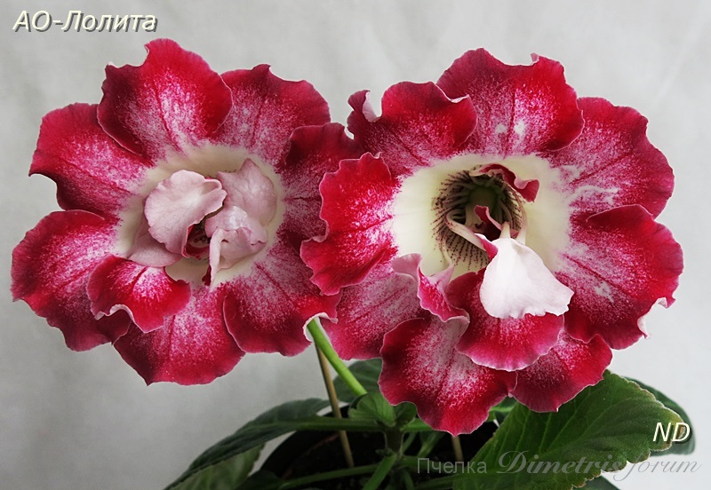 АО-Лолита 1.JPG