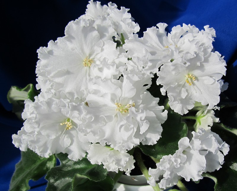 -Наталка 1.jpg