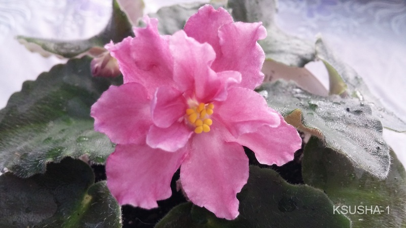 РС - Барби(1).jpg