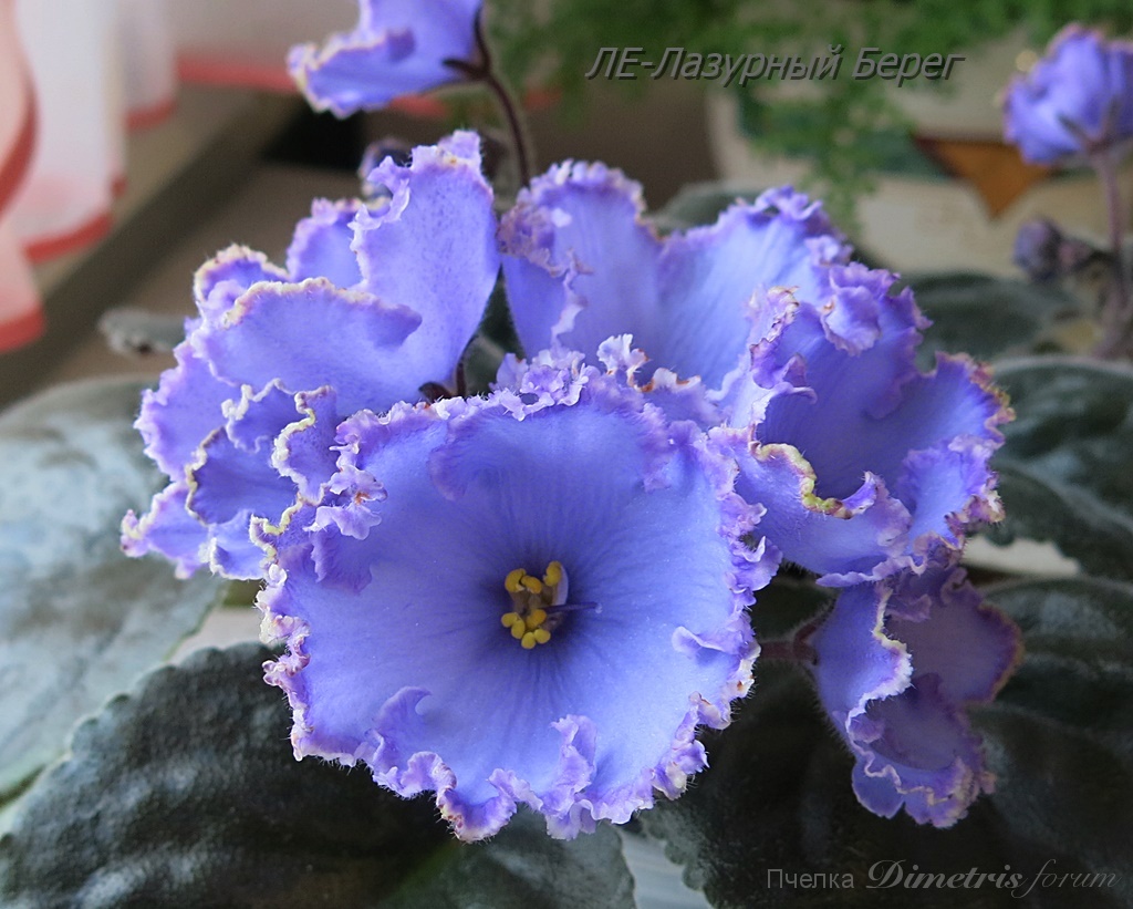 -Лазурный Берег1.JPG