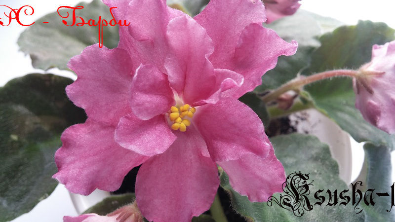 РС-Барби 1.jpg