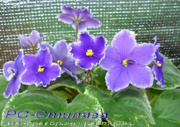 РС-Стиляга 1.jpg