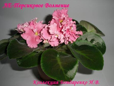 ЛЕ-Персиковое Волнение1.JPG