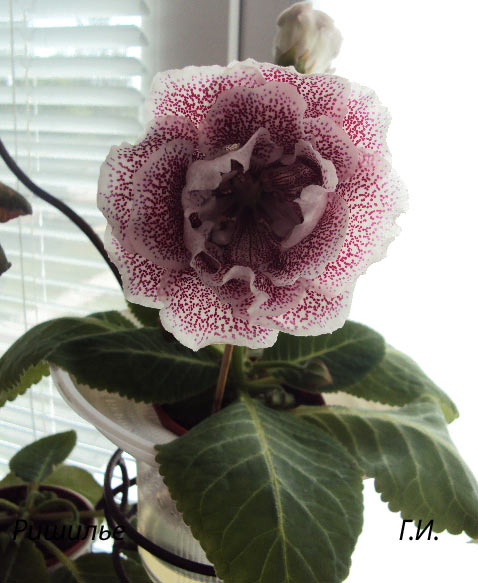 , июнб 2013, фото на окне.jpg