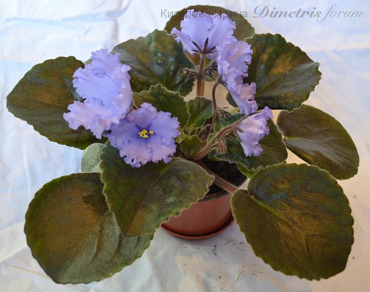 ЛЕ-Сириус -20.JPG