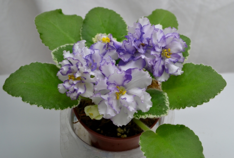 ЛЕ-Фрейя 23 янв 1.JPG