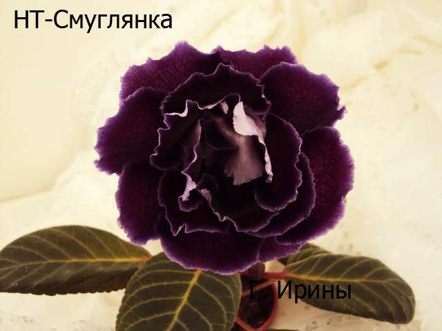 -Смуглянка, 24.05.15.JPG