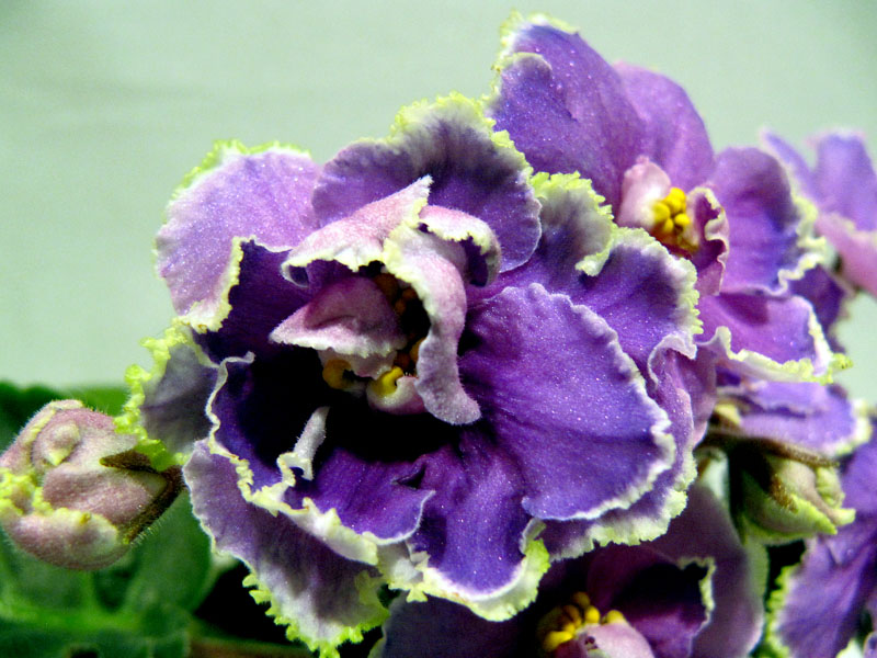 -Голубые омуты2.jpg