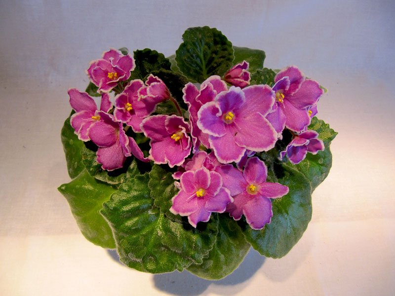 -Стайка бабочек2.jpg