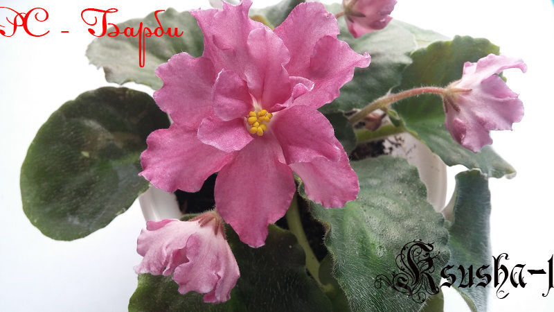 РС-Барби 2.jpg