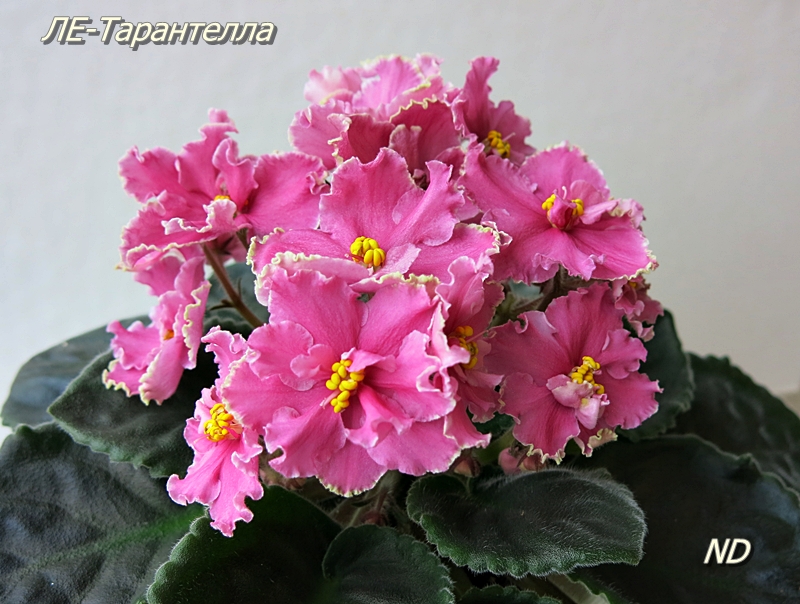 ЛЕ-Тарантелла 2.JPG