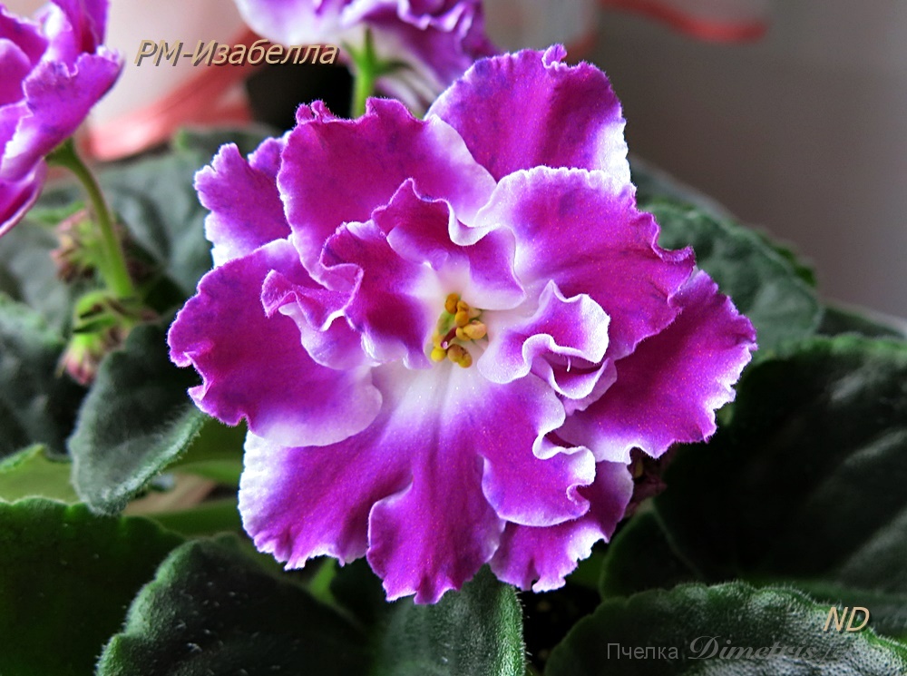 РМ-Изабелла 2.JPG