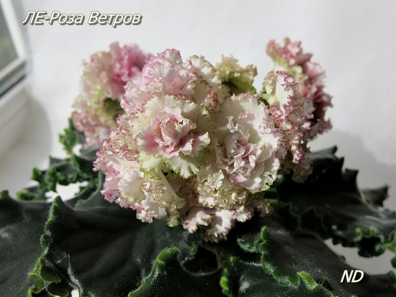 -роза ветров2.JPG