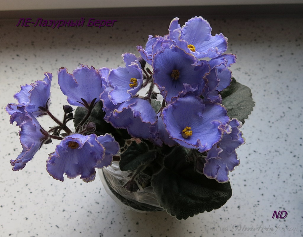 -Лазурный Берег2.JPG