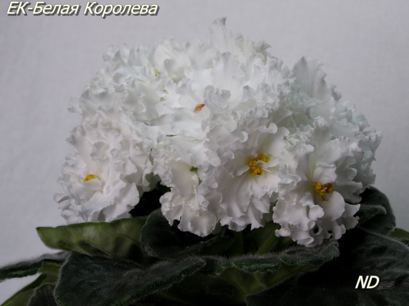Сенполия белая сорт Сенполия белая сорт