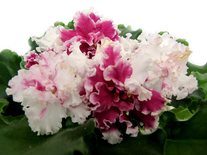 ЛЕ-Взбитые Сливки2.jpg